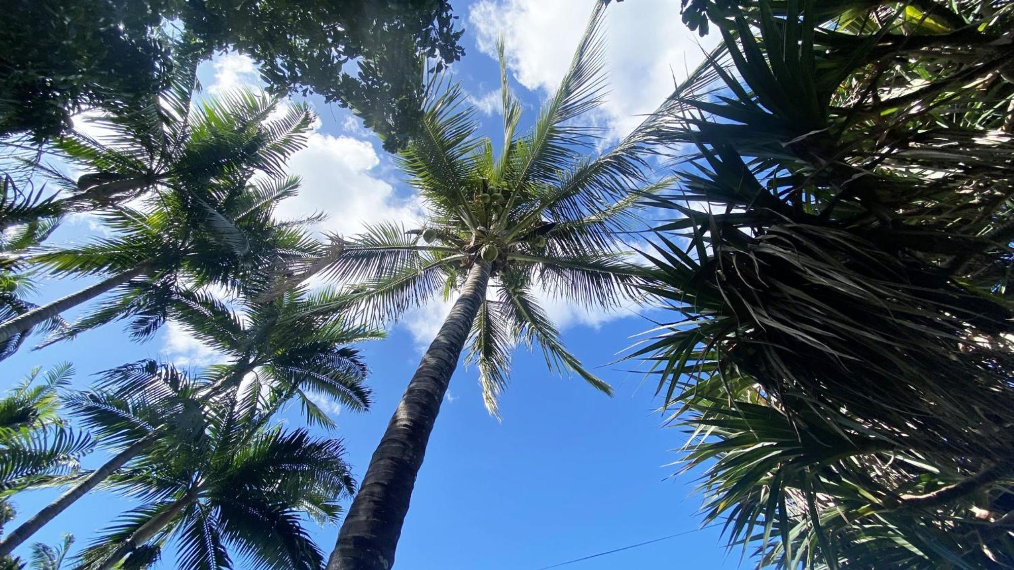 Coliver - Coliving A La Reunion Saint Pierre Exterior foto